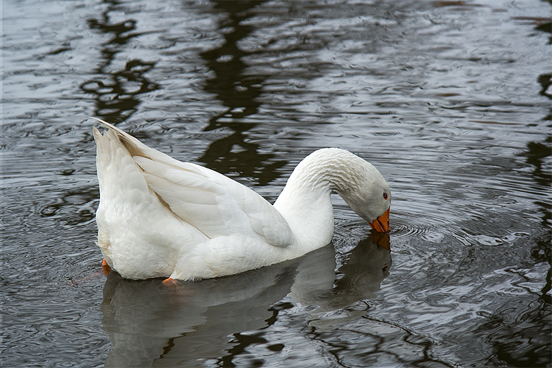 Holland 03 - 201520150404_04044303 als Smartobjekt-1 Kopie.jpg - Unweit vom Stellplatz an einem kleinen Teich